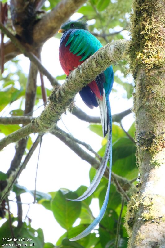 Resplendent Quetzal male adult, identification