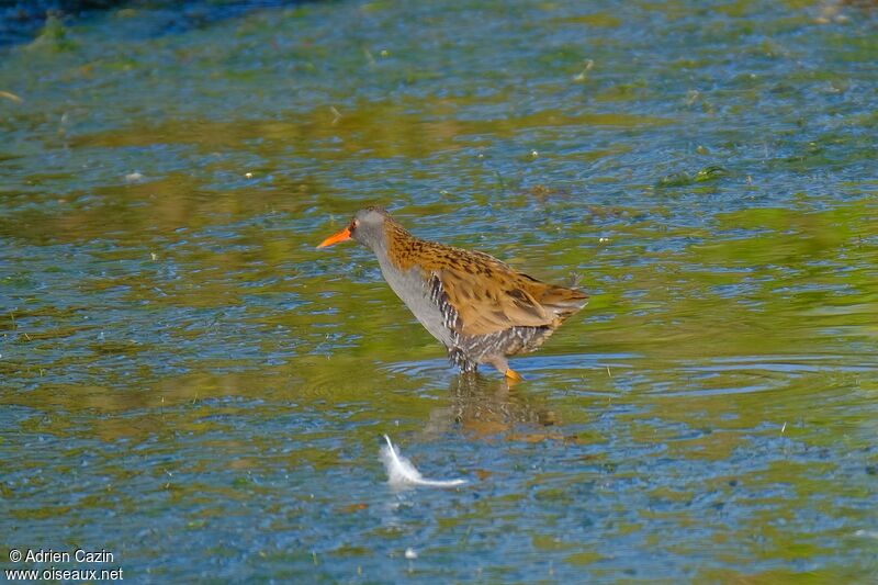 Water Railadult