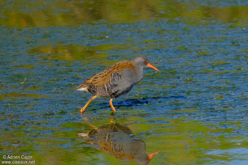 Water Railadult