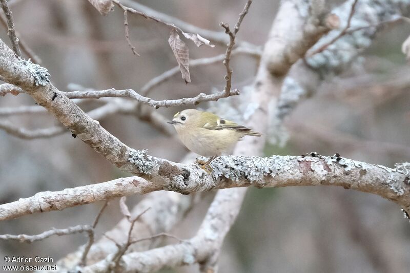 Goldcrest