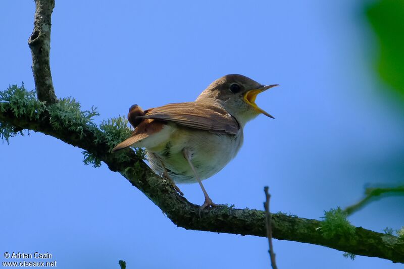 Common Nightingaleadult, identification, song