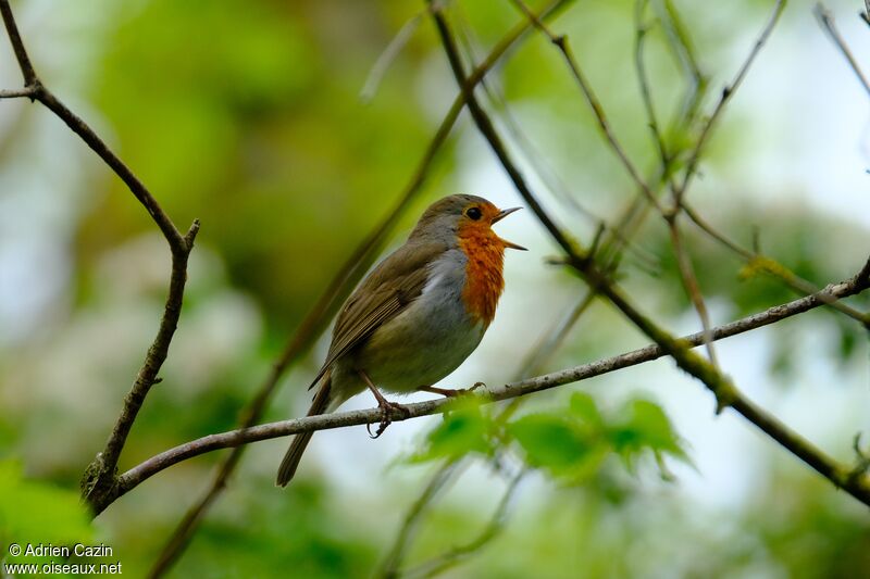 European Robinadult, song