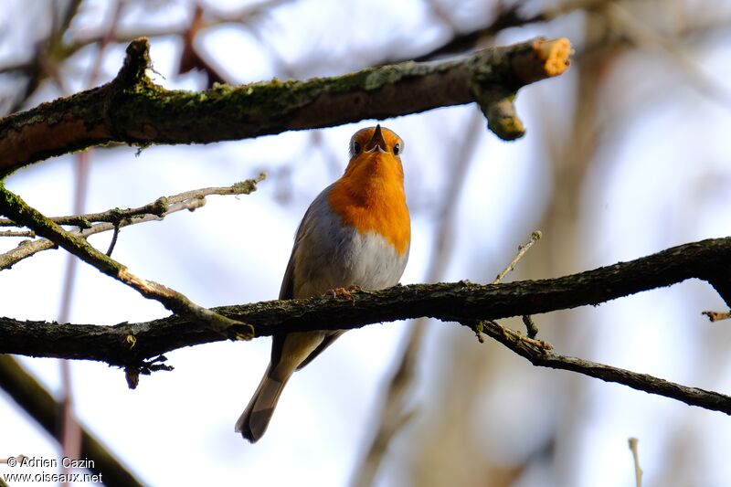 Rougegorge familieradulte, chant