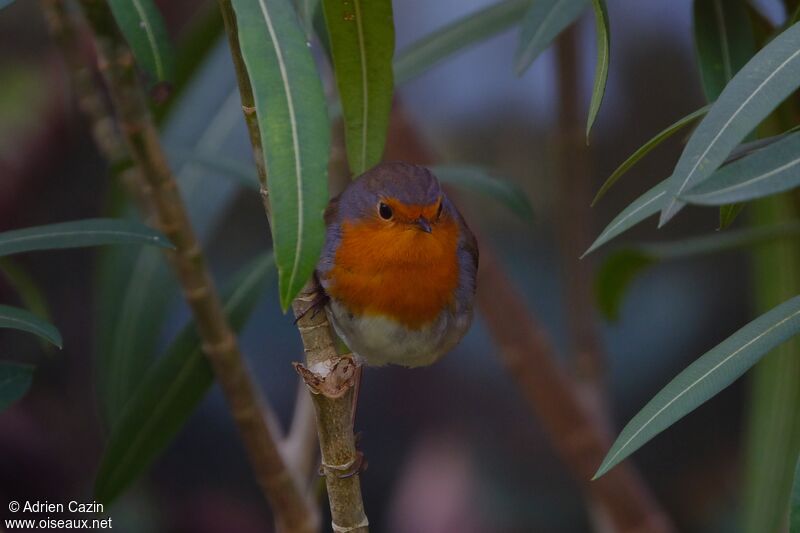 European Robinadult