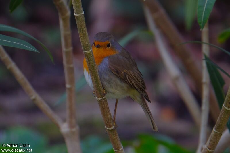 European Robinadult