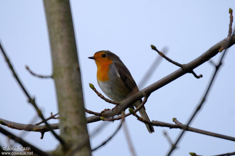 European Robinadult, identification