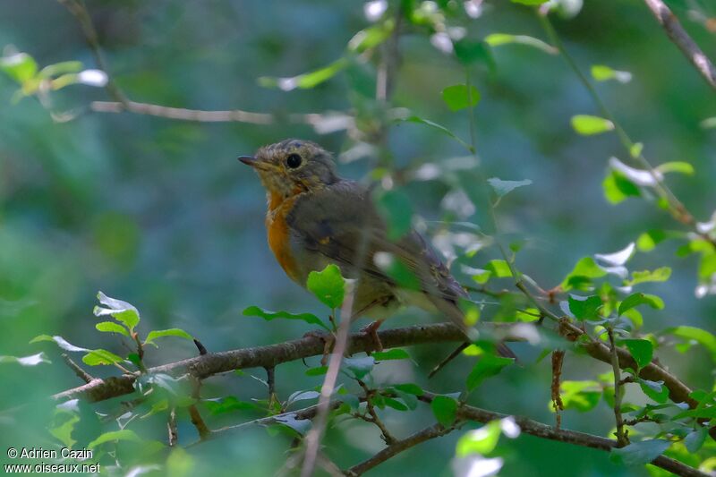 European RobinFirst year