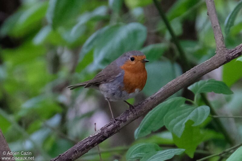 European Robinadult