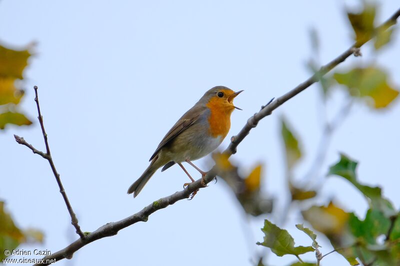 Rougegorge familieradulte, chant