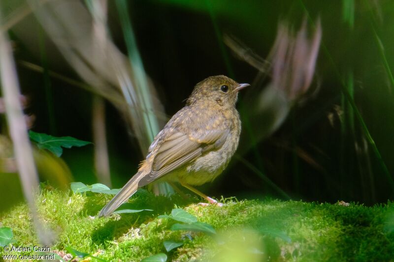 European Robinjuvenile, identification