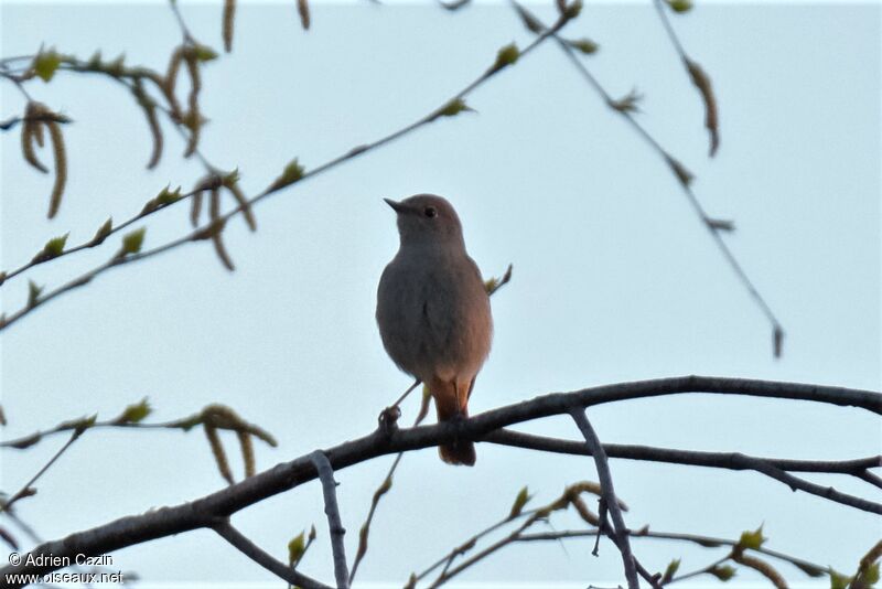 Black Redstart