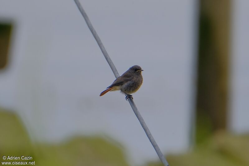 Black Redstartjuvenile