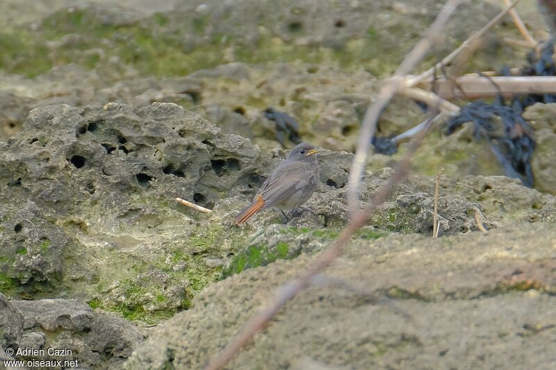 Black Redstartjuvenile