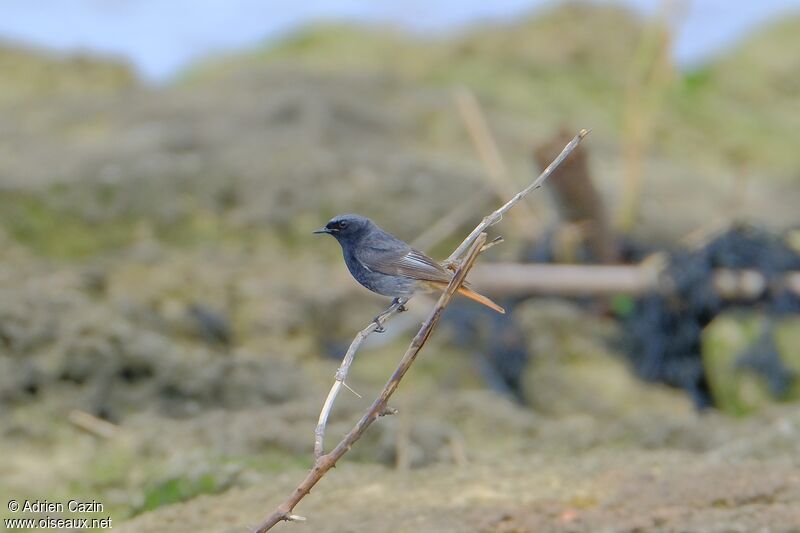 Black Redstart male adult