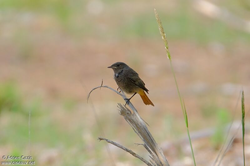 Black Redstartjuvenile, parasitic reprod.