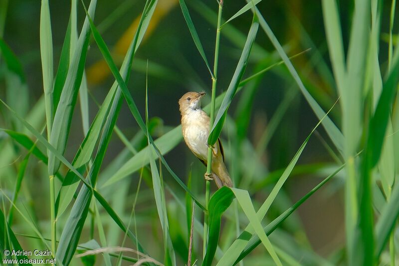 Common Reed Warbleradult