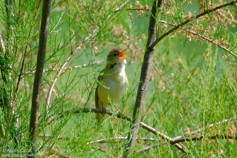 Marsh Warbleradult