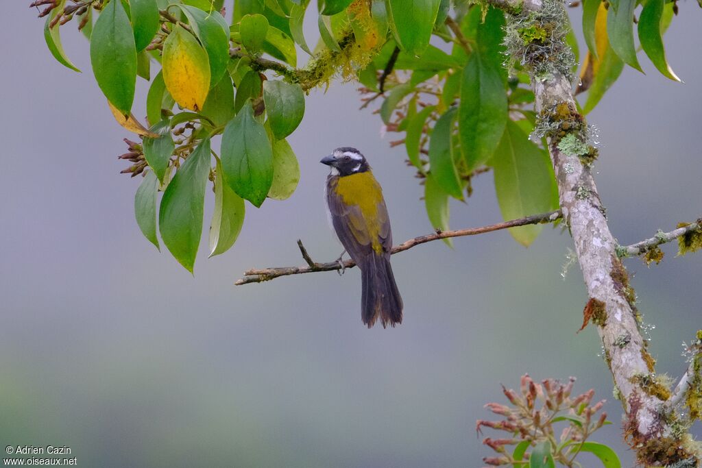 Saltator à ailes noiresadulte