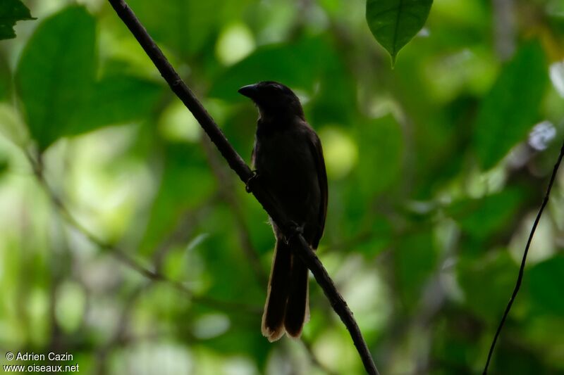 Buff-throated Saltator