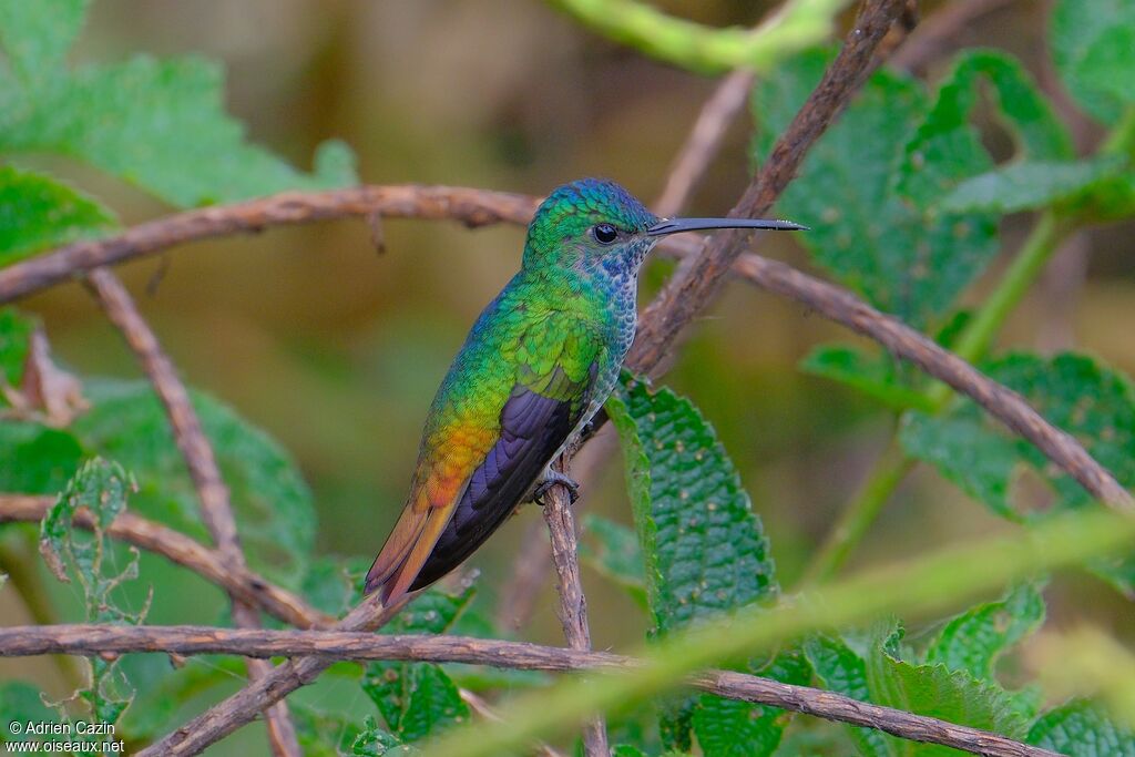 Golden-tailed Sapphire female adult, identification