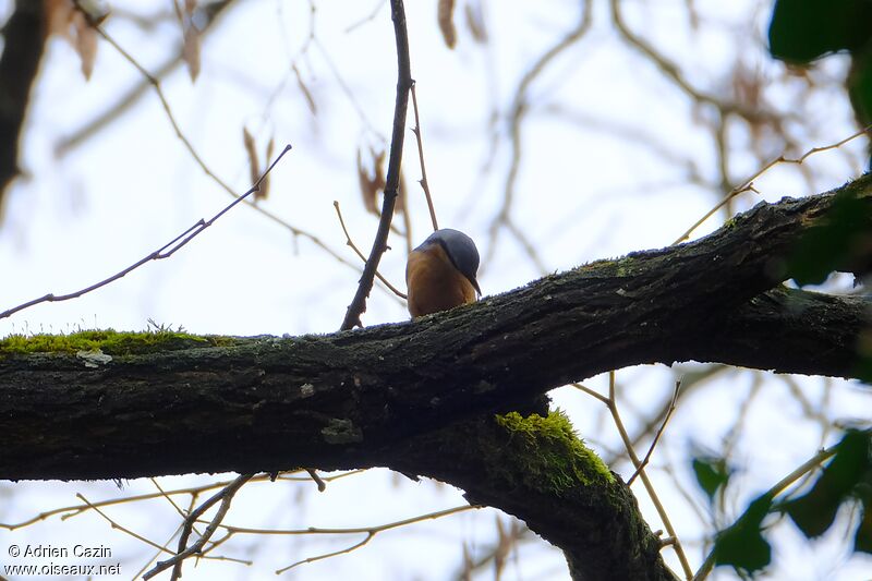 Eurasian Nuthatchadult