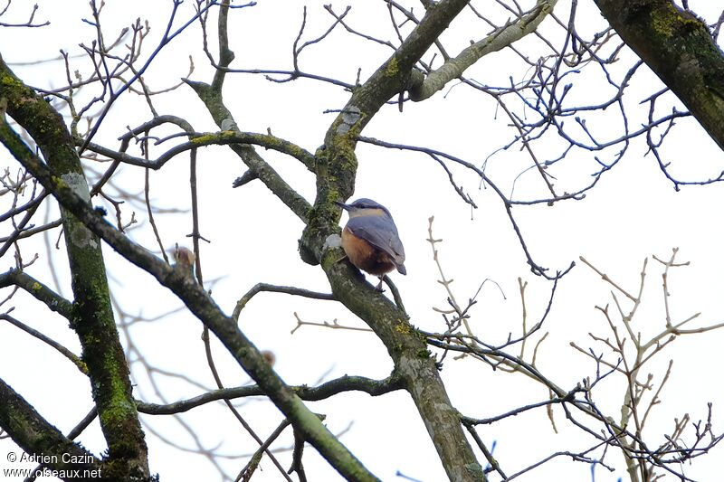 Eurasian Nuthatchadult