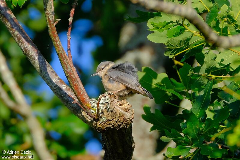 Eurasian Nuthatchjuvenile