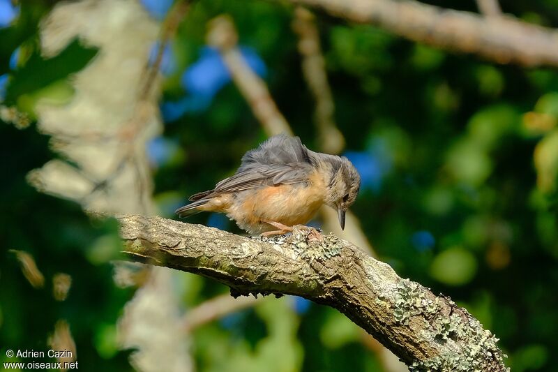 Eurasian Nuthatchjuvenile