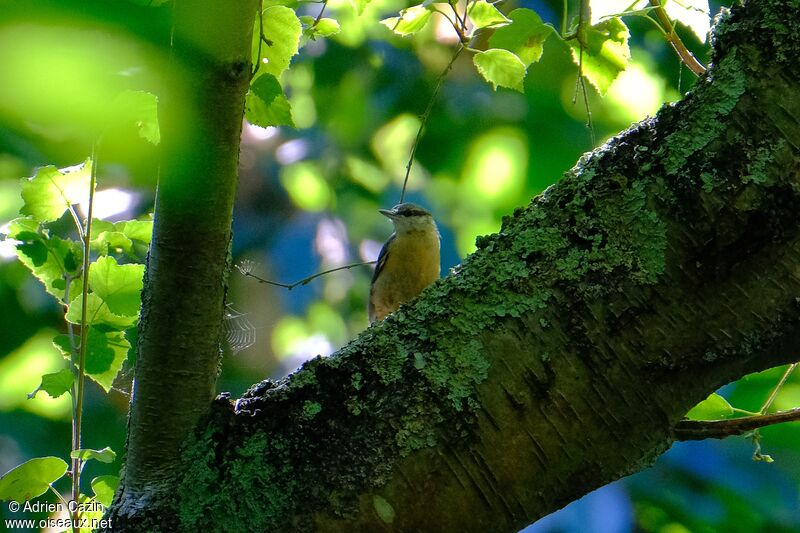 Eurasian Nuthatch