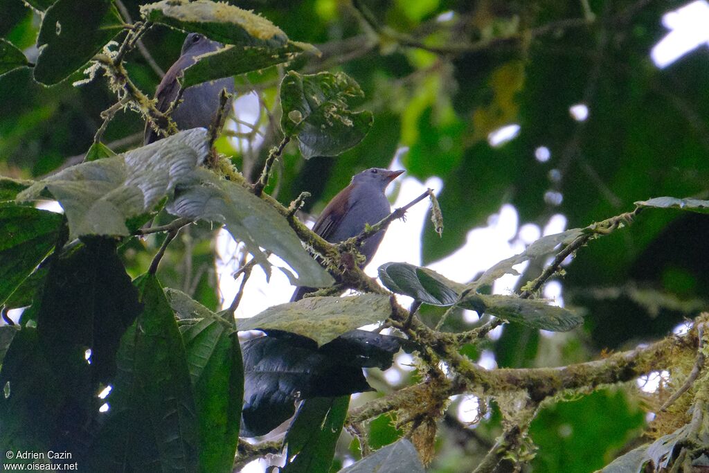 Andean Solitaireadult