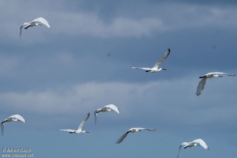 Eurasian Spoonbill, Flight