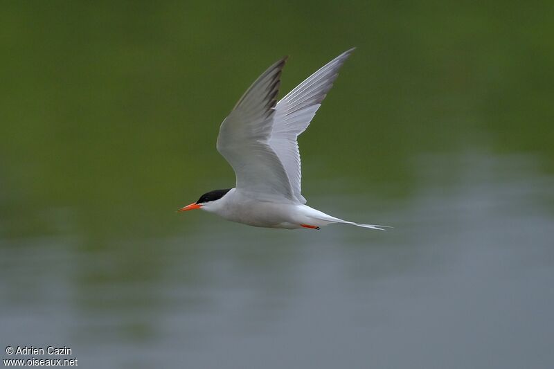 Common Ternadult breeding, Flight