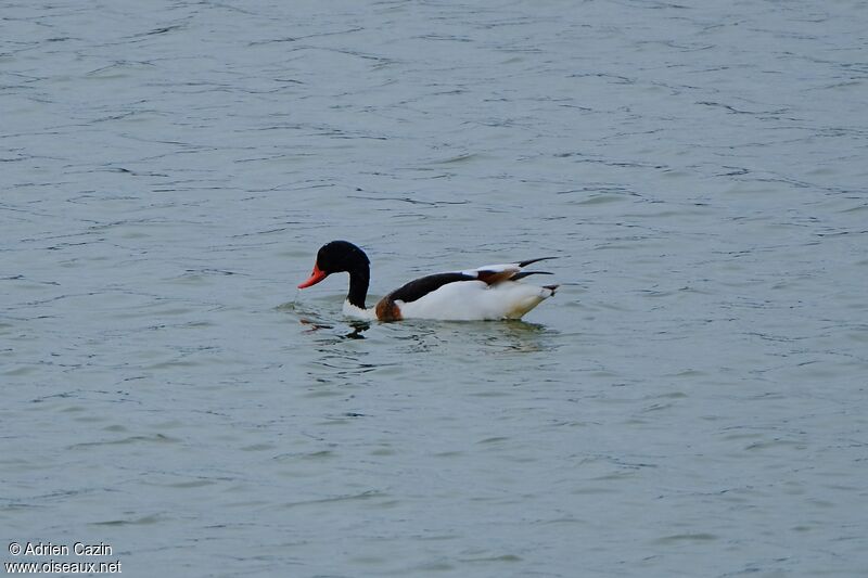 Common Shelduckadult