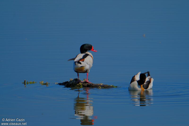 Common Shelduckadult