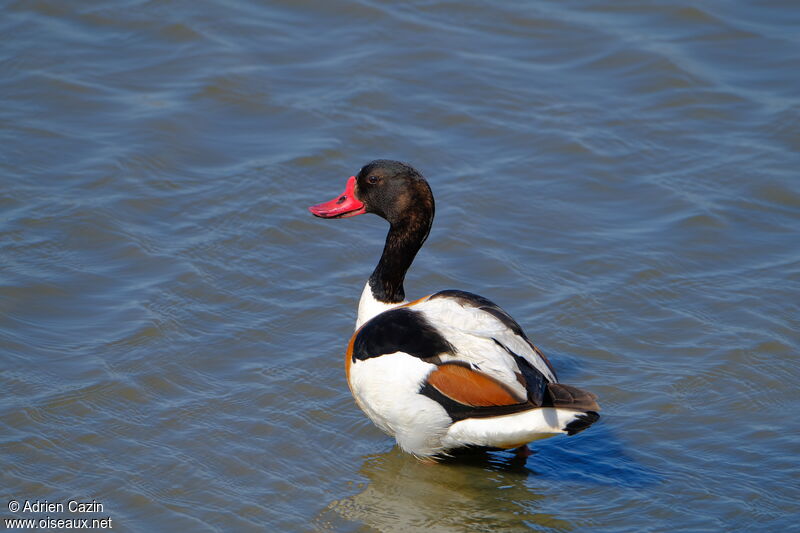 Common Shelduckadult, identification