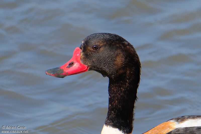 Common Shelduckadult, close-up portrait