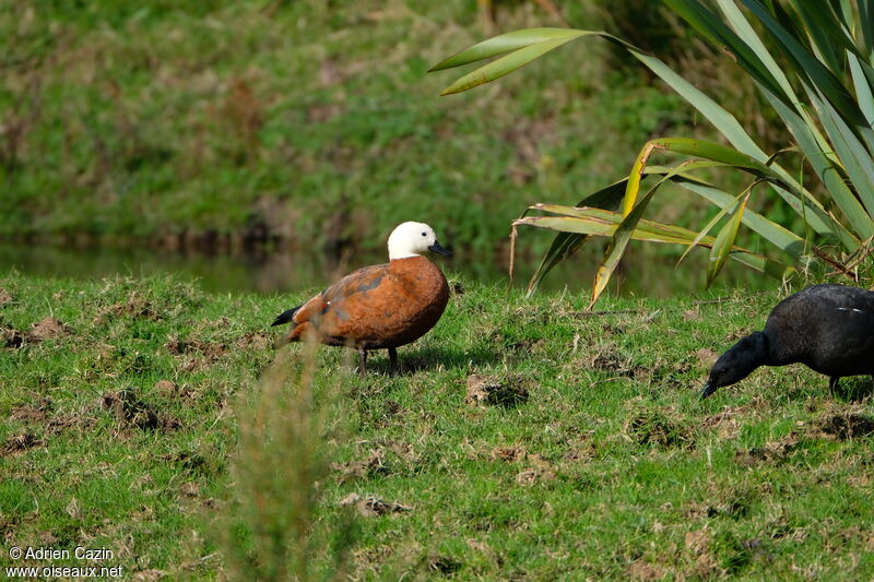 Tadorne de paradis femelle adulte