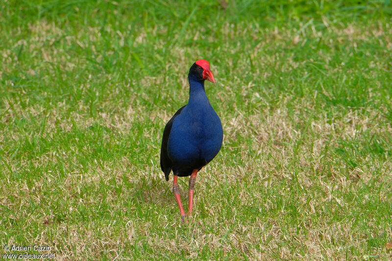 Australasian Swamphenadult