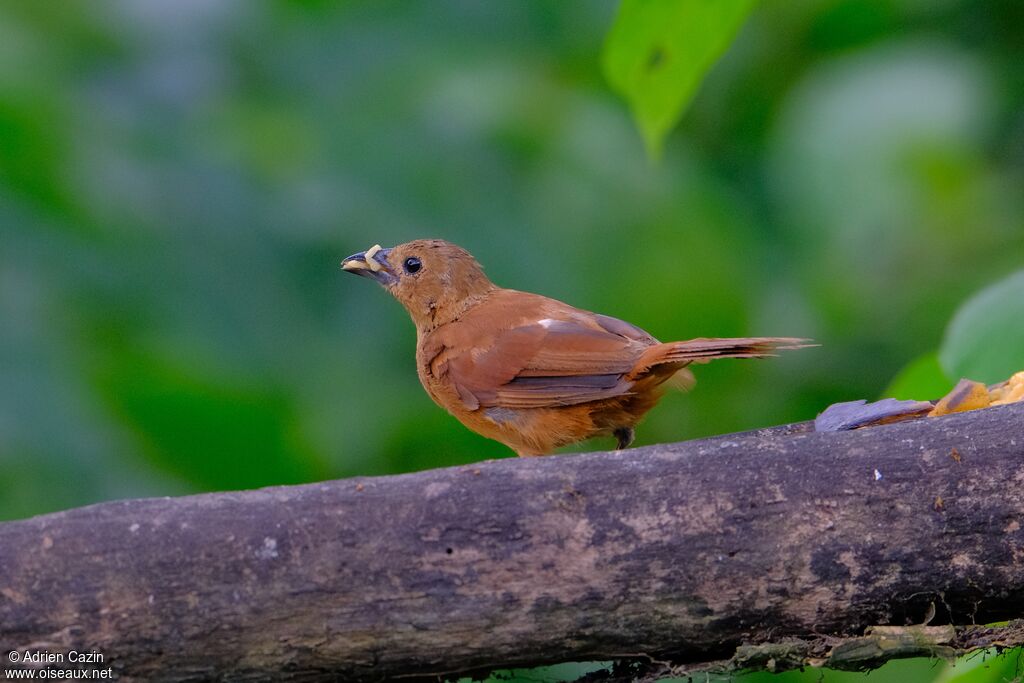 White-lined Tanager female adult, eats
