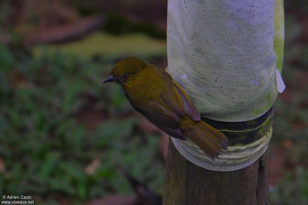 Yellow-throated Chlorospingusadult