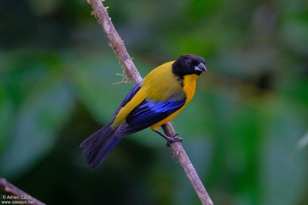 Black-chinned Mountain Tanageradult, identification