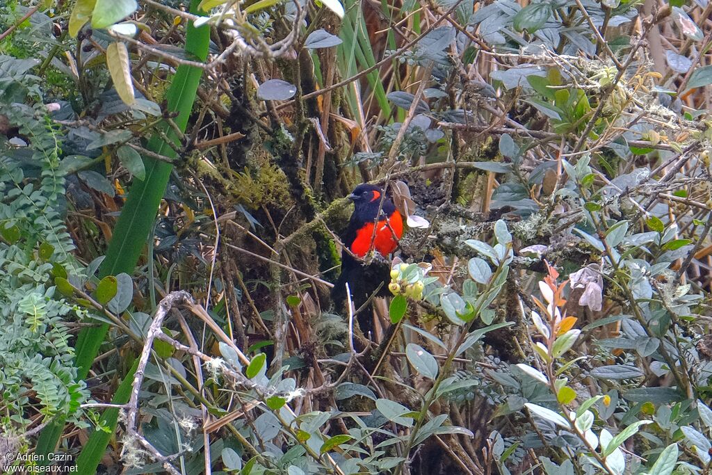 Scarlet-bellied Mountain Tanageradult