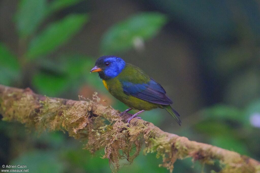 Tangara d'Edwardsadulte, identification