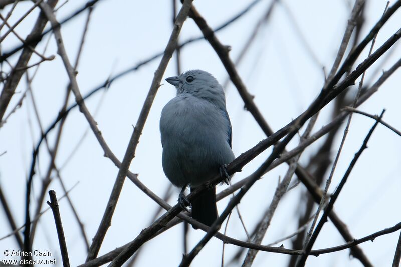 Blue-grey Tanageradult, identification