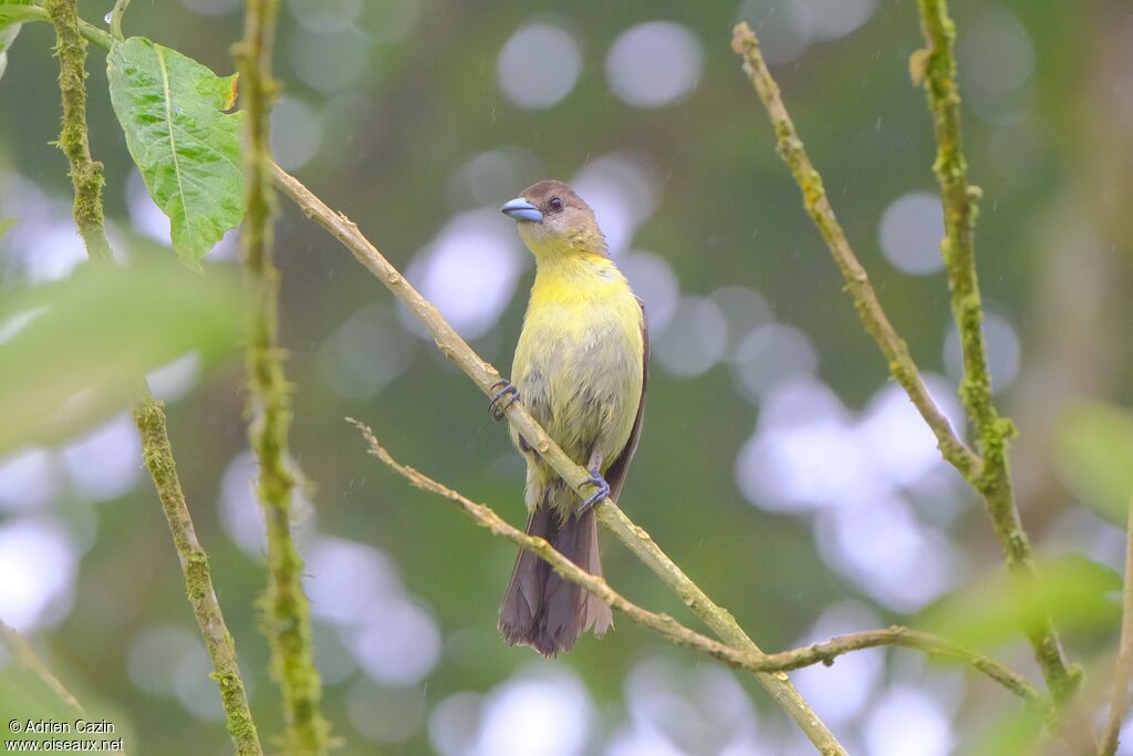 Flame-rumped Tanager female adult