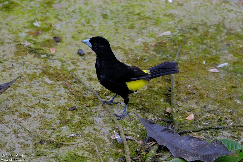 Flame-rumped Tanager male adult, identification