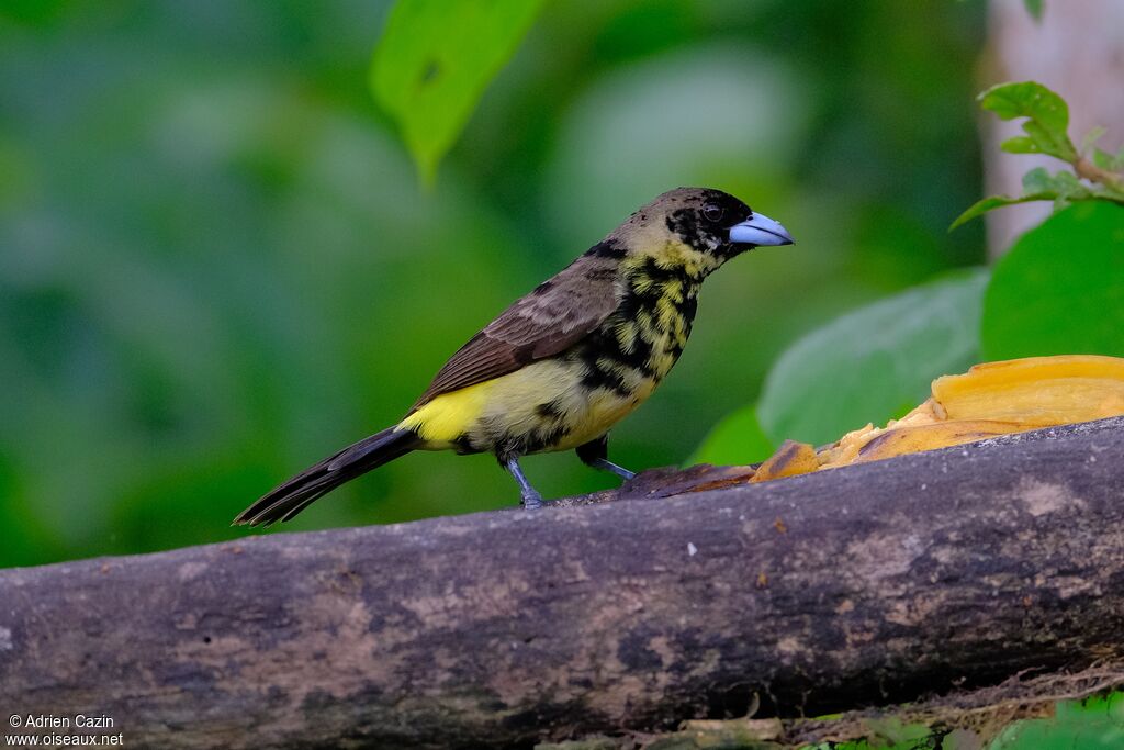 Flame-rumped Tanagerimmature, identification