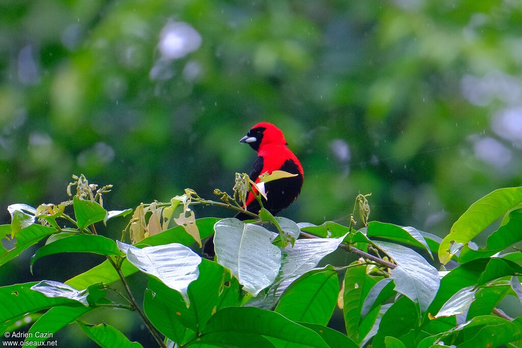 Masked Crimson Tanager male adult