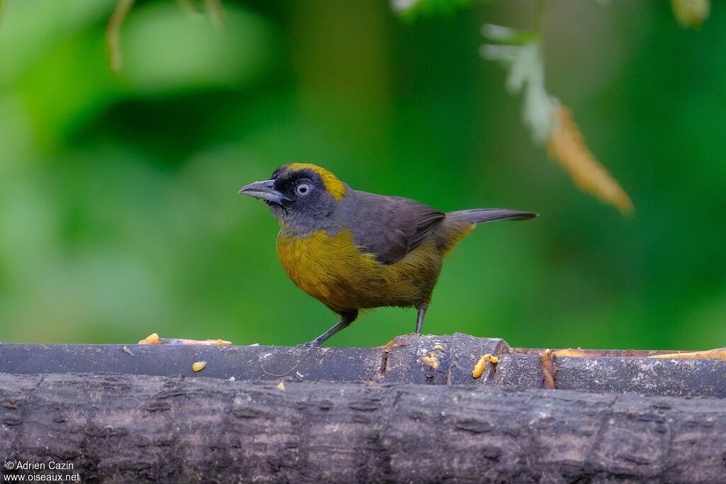 Tangara obscuradulte, identification