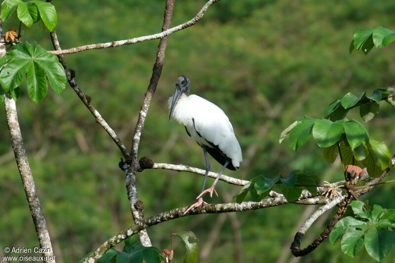 Wood Storkadult, identification